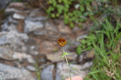 Calochortus marcellae