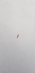 Trichocera