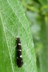 Leptocerus interruptus