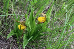 Cypripedium parviflorum pubescens