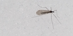 Trichocera