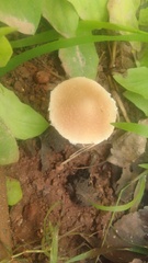 Marasmius nigrodiscus