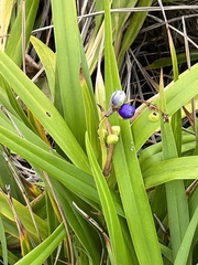 Dianella congesta