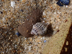 Acanthinucella spirata