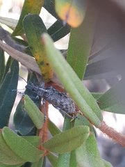 Pachyura australis