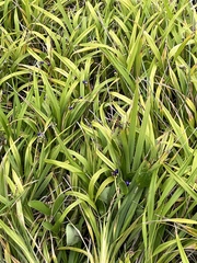 Dianella congesta