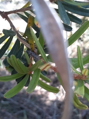 Pachyura australis