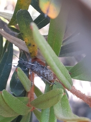 Pachyura australis