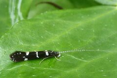 Leptocerus interruptus