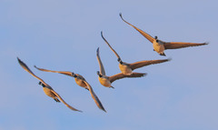 Branta canadensis