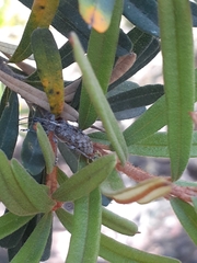 Pachyura australis