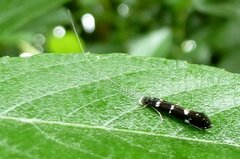 Leptocerus interruptus