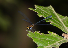 Austroargiolestes aureus