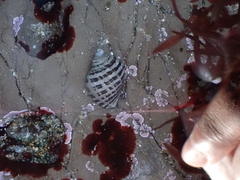 Ocenebrinae