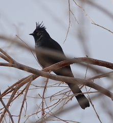 Phainopepla nitens lepida