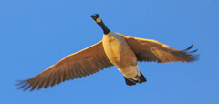 Branta canadensis