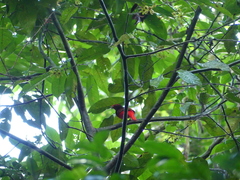 Phoenicircus carnifex