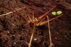 Pachyrhamma acanthocerum