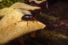 Xylochus