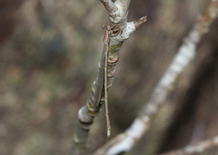 Rhadinosticta simplex