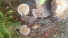 Marasmius nigrodiscus