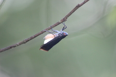 Acraephia perspicillata