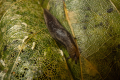 Kobeltia