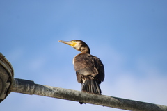 Phalacrocorax carbo