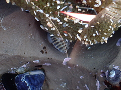 Acanthinucella punctulata