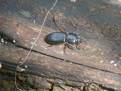 Passalus
