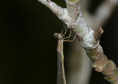 Rhadinosticta simplex