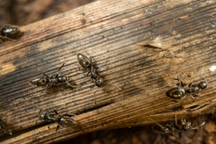 Technomyrmex albipes