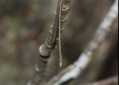 Rhadinosticta simplex