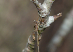 Rhadinosticta simplex