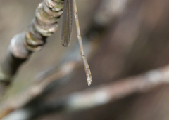 Rhadinosticta simplex