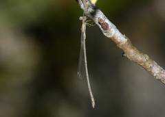 Rhadinosticta simplex