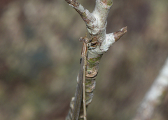 Rhadinosticta simplex