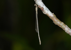 Rhadinosticta simplex