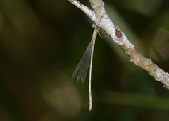 Rhadinosticta simplex