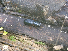 Passalus