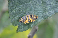 Pantherodes