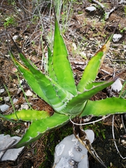 Agave gentryi