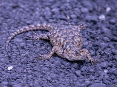 Sceloporus malachiticus