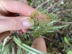 Hymenophyllum multifidum