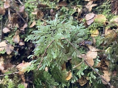 Hymenophyllum multifidum