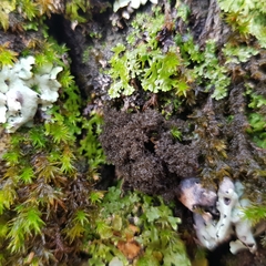 Ricasolia amplissima