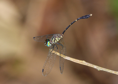 Nannophlebia eludens