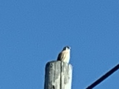 Falco sparverius