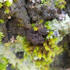 Ricasolia amplissima