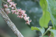 Guarea macrophylla